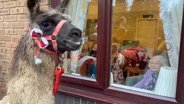 Surprise Christmas Llama visit brings festive joy and laughter to Grimsby care home